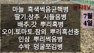 오이재배-기술센터 보조사업으로 오이하우스에 토양 소독을 하려고 합니다. [농사TV]