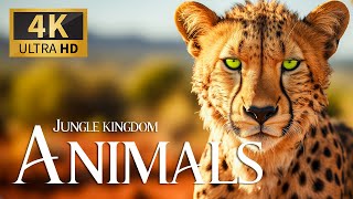 Jungle Animals Kingdom 4K 🐾 Discovery Relaxation Amazing Wildlife Film with Relaxing Piano Music
