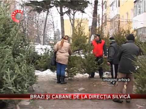 Directia Silvica Arges ofera la preturi bune brazi si molizi pentru sarbatori.