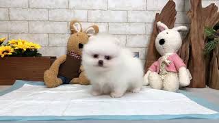 Video preview image #1 Pomeranian Puppy For Sale in LOS ANGELES, CA, USA