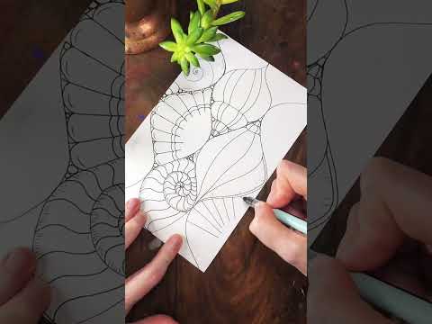Drawing Seashells The Slower Version