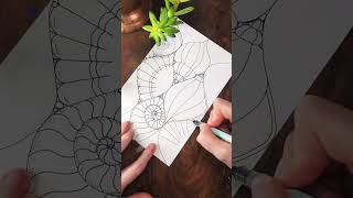 Drawing Seashells (the slower version)