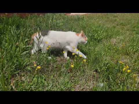 The Incredible Lightness of Being in Nature: Experiencing the Serenity of Immersion