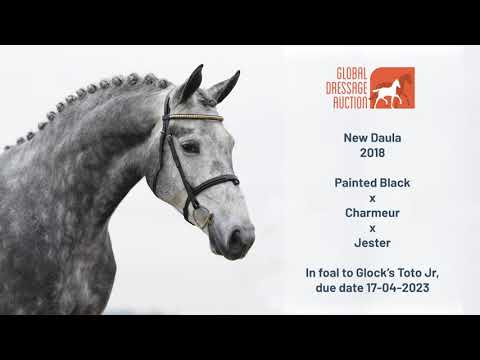 Breeding mare New Daula (s.Painted Black) in foal to Toto Jr.