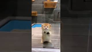 animales Videos más divertidos 2023 😂 Gatos Graciosos 🐱 #cute #cat #short #271