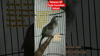 Download lagu takaran pemberian EF pada burung bahan. #hobiburung #trucukanropel #trucukangacor #perawatanburung mp3 Download lagu takaran pemberian EF pada burung bahan. #hobiburung #trucukanropel #trucukangacor #perawatanburung mp3
