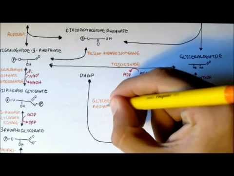 Human Metabolism Map I Glycolysis