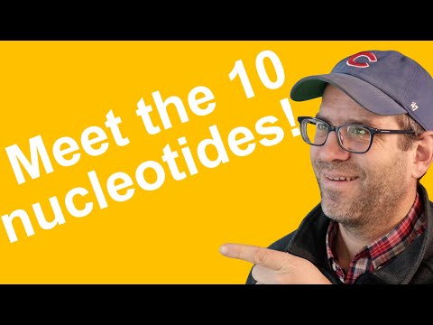 Base conversion in R to represent DNA sequences in base 4 (CC270)