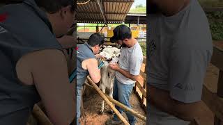 Fazendo genoma das bezerras da fazenda !!!