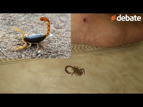 Alacranes: ¿Cómo identificar sus picaduras y qué hacer en caso de una?