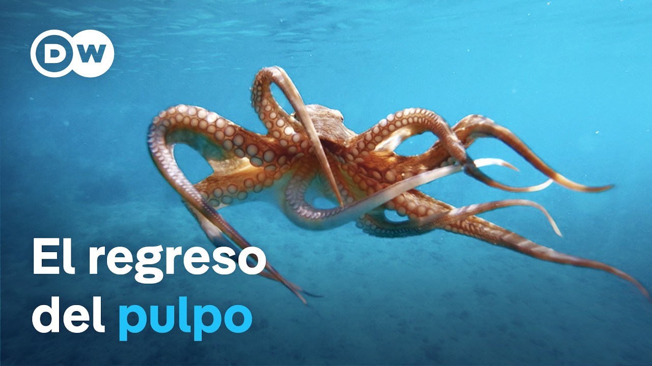 Pulpo en peligro - Tras sus rastros en el Mediterráneo | DW Documental