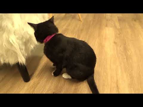 First day at Catffeinated cat cafe in Tacoma