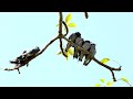 Naturgeräusche: Vögel in der Natur // Sounds of nature: Birds in Nature