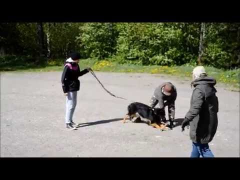 Kamun luonnetesti 23.5.2015