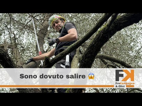 Poto un olivo di 15 metri 😬