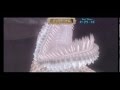 Zelda Skyward Sword Boss Rush 9900 Rupees Hero Mode Six Hearts No Shield