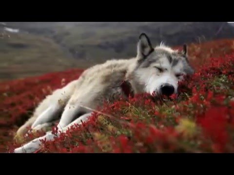 Tennessee Lullaby-Michal Tučný,Anka Chřestýš (HD)