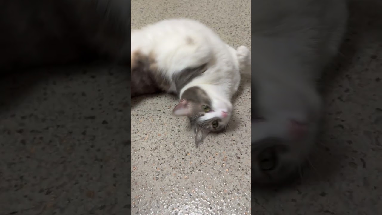 Enlarge Peach - She really is a peach!, a ADOPTABLE Domestic Short Hair in Oshkosh, WI video 4/4