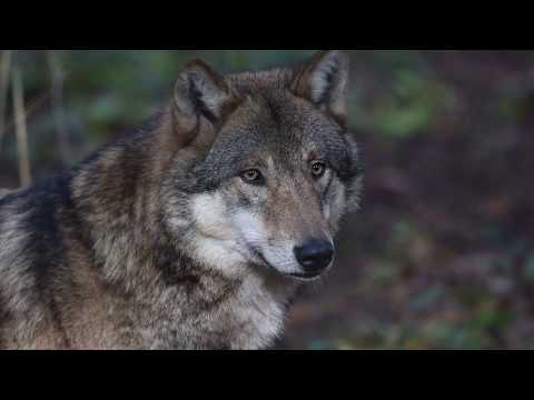 Trailer 2: Zu Besuch bei Miguel de la Torre