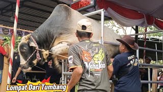 Download lagu TRAGEDI TERAMBYAR, Kontes Sapi Blitar‼️ mp3 Download lagu TRAGEDI TERAMBYAR, Kontes Sapi Blitar‼️ mp3