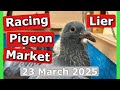 Racing Pigeon Market Lier Belgium March 23 2025