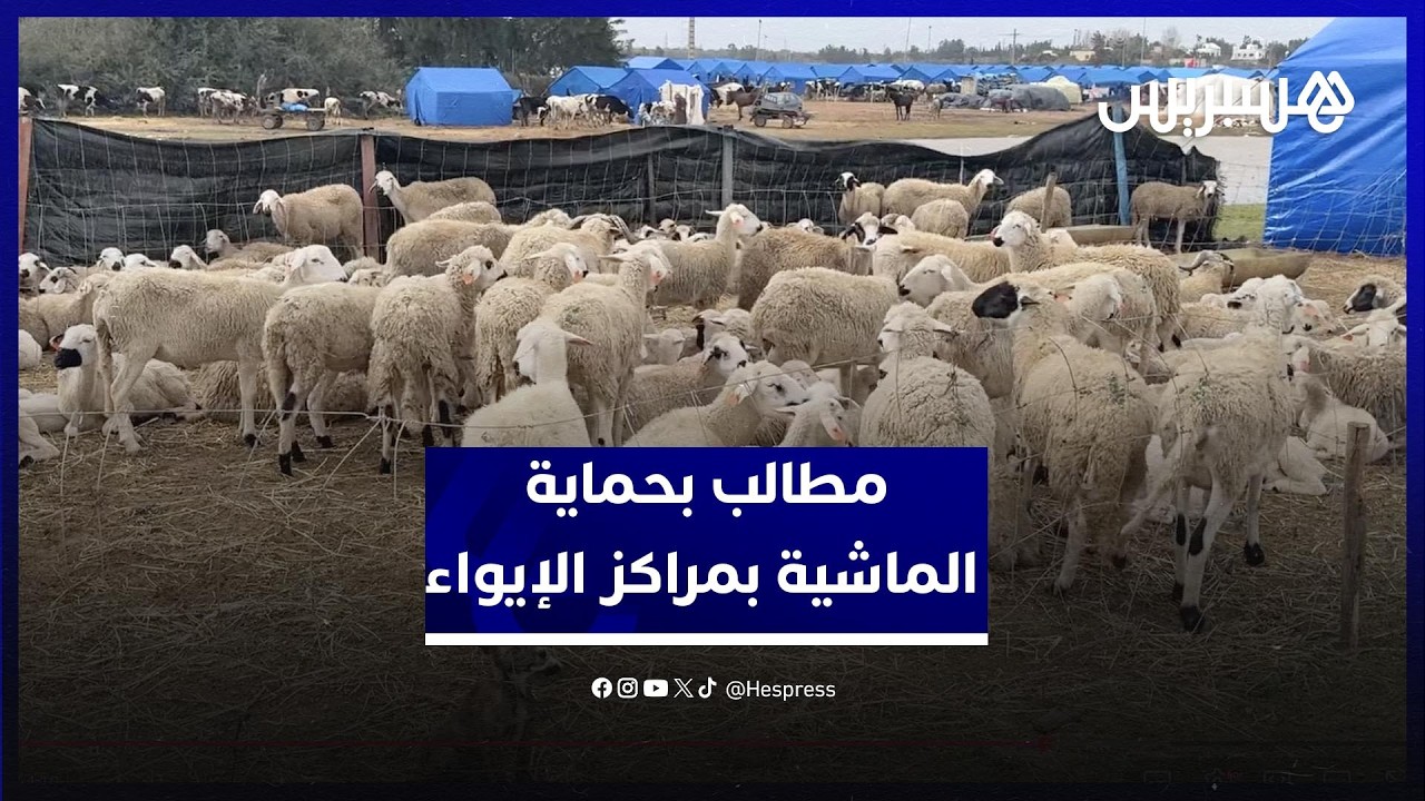 كسّابة المكرن بإقليم القنيطرة يطالبون بتعزيز أعلاف الماشية بمراكز الإيواء وحمايتها من الموت thumbnail