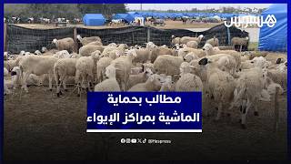 كسّابة المكرن بإقليم القنيطرة يطالبون بتعزيز أعلاف الماشية بمراكز الإيواء وحمايتها من الموت thumbnail