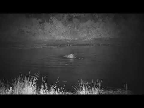 Djuma: Hippos mating - 03:58 - 06/13/21