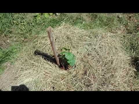 Выращивание орех Кочерженко, фундук Каталонский, персик Турецкий.