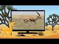 BabyTV BIM And Bam In The Animal World Gazelle