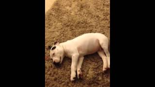 Fart wakes a puppy