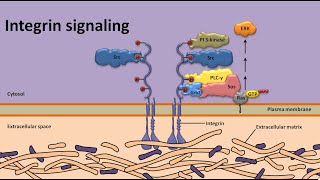 Integrin signaling