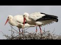 White Stork Courtship Bill Clattering Behaviour White Stork Ciconia Ciconia