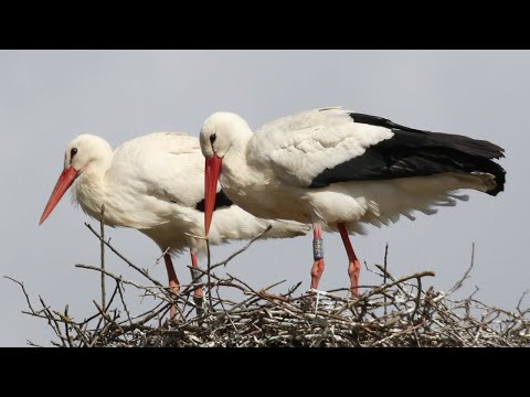 Bocian biely (Ciconia ciconia) — White Stork klepanie zobákom pri tokovom správaní