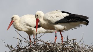 White Stork Courtship; Bill Clattering Behaviour | White Stork (Ciconia ciconia)