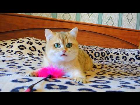 Inessa Iridessend from the Garden of Eden 11 мес.