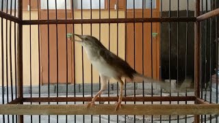 Download lagu Cigun macet bunyi langsung nyaut gacor mendengar pancingan cigun bahan ini mp3