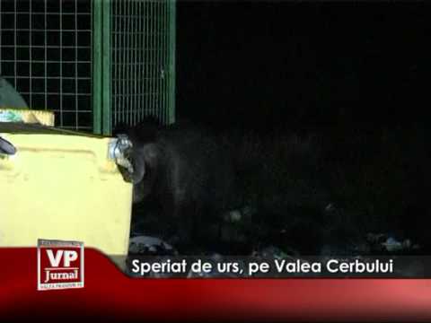 Speriat de urs, pe Valea Cerbului