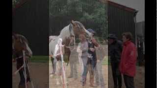 preview picture of video 'De Ontmoeting | EQ Company - Paard & Trainingen'
