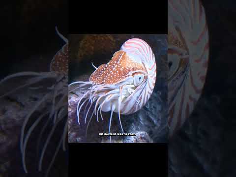 Did you know Nautilus, an ancient animal that is still alive today?