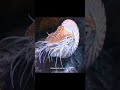 Did You Know Nautilus An Ancient Animal That Is Still Alive Today