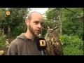Oehoe Max is weer terug bij dierenpark 'de Oliemeulen' in Tilburg