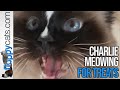 Charlie Meowing For Treats Trigg Is Not Impressed #Shorts
