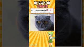 【猫種シリーズ #1】あの折れ耳、生まれたときは立っています｜スコティッシュ・フォールド