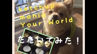 ketchup maniaの「Your World」叩いてみた！【DRUM COVER】