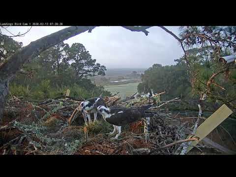 Fish Delivery! Male Delivers Live Fish On Savannah Osprey Cam – Feb. 13, 2020