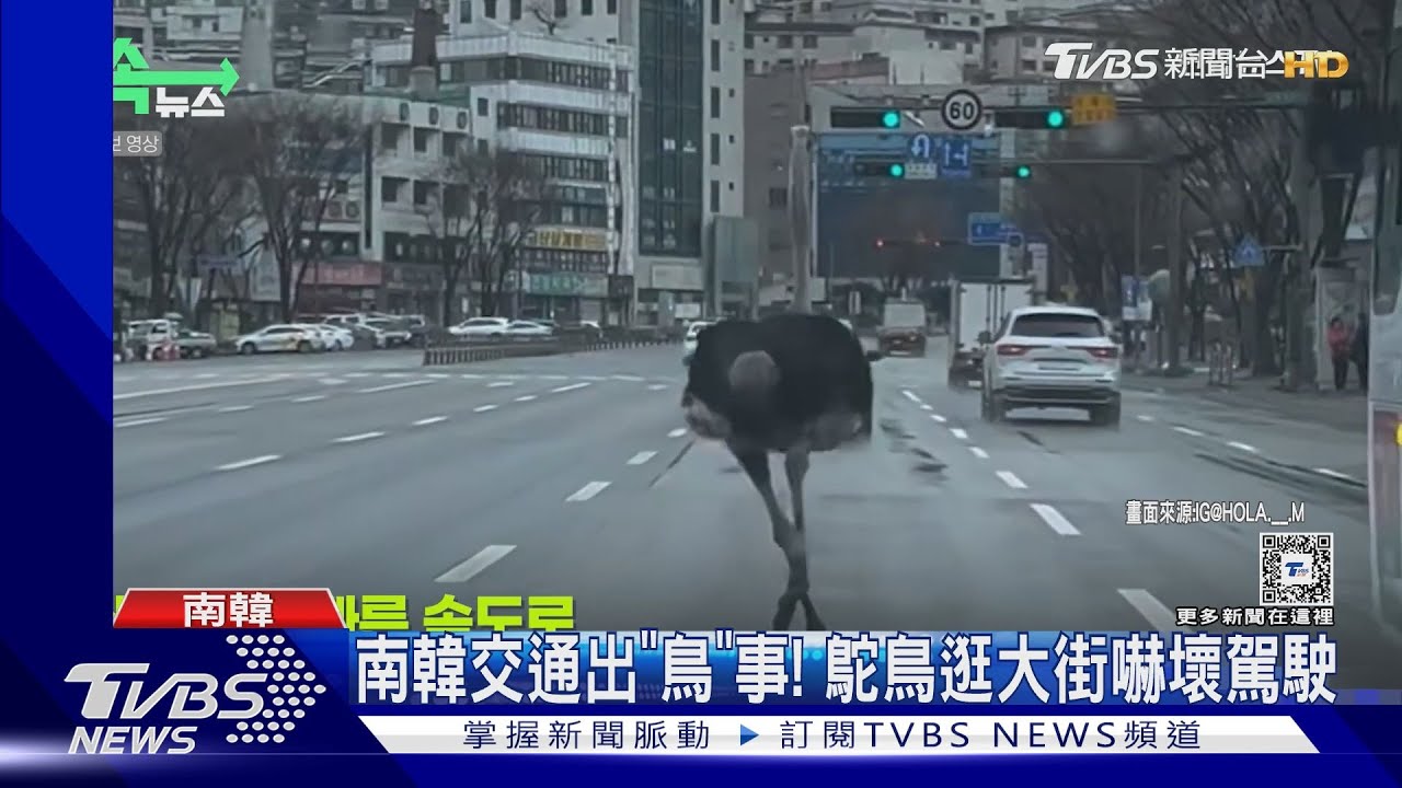 鴕鳥逛大街、雙犬闖高速 南韓駕駛頻遇「隨機測驗」