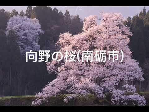 【富山の絶景】富山のおすすめ桜スポット | ふぉとやまライター | 【公式】富山県の観光/旅行サイト「とやま観光ナビ」