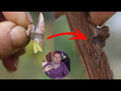 Grape vine transplant - bud grafting grape vines