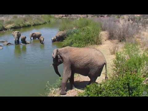 Elephant Pool party at Watering Hole. 21 March 2017
